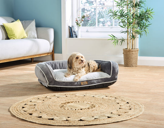 Why Does Your Dog Need Their Own Bed?