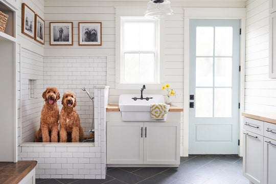 How often should you bathe your dog?