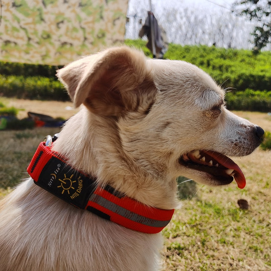 Durable Tactical LED Dog Collar