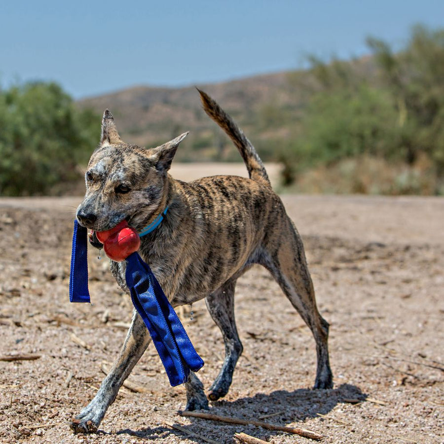 Classic Tails Dog Toys