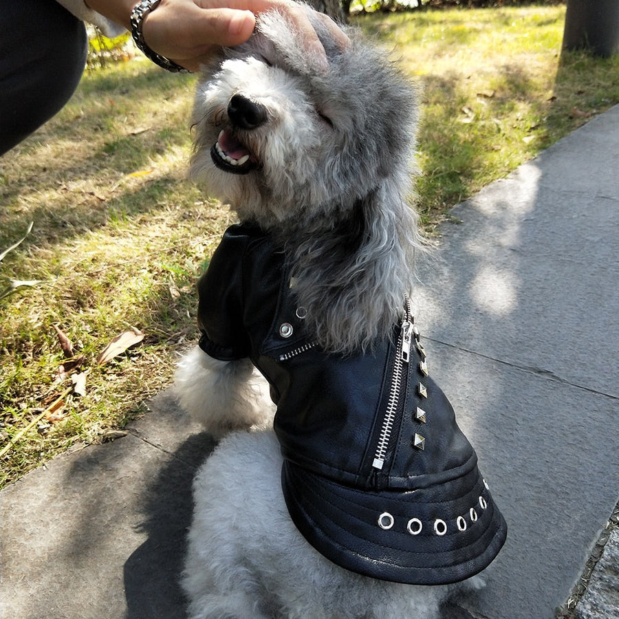 Cool Leather Dog Jacket