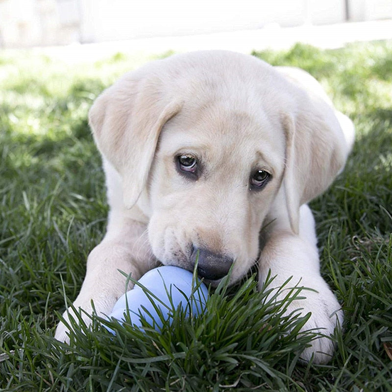 Fun Puppy Dog Toy