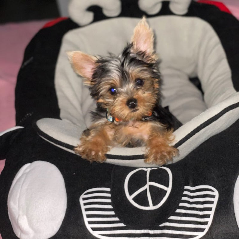 Sports Car Shaped Dog Bed