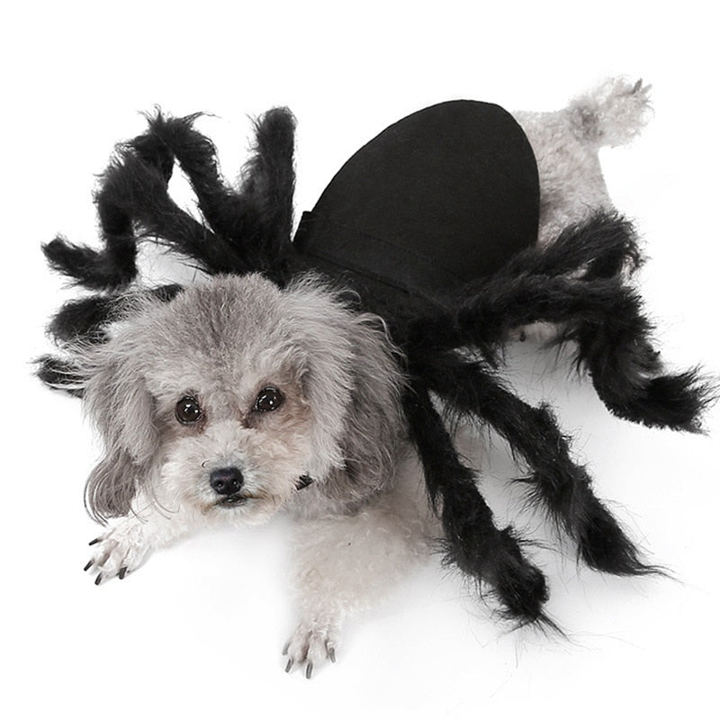 Halloween Black Spider Pet Costume