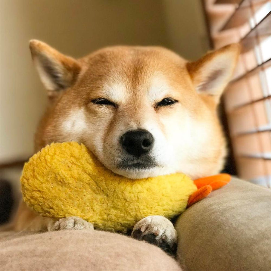 Japanese Shrimp Tempura Dog Squeaky Toy