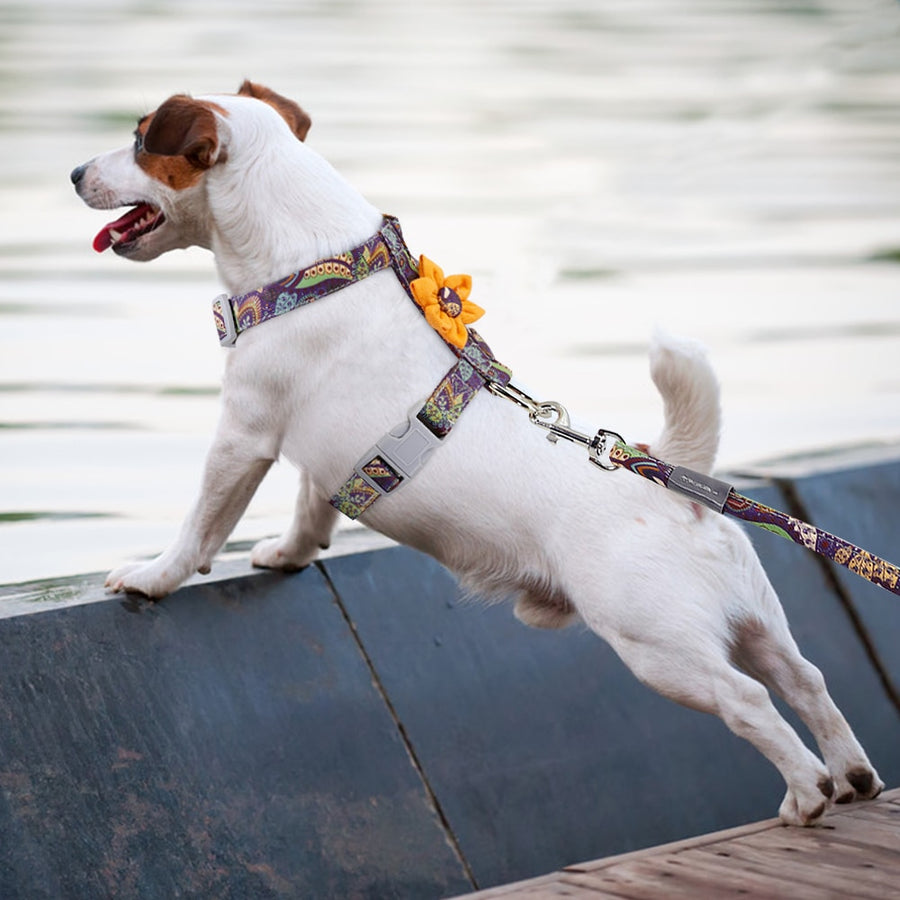 Nylon Purple Sapphire Pet Harness