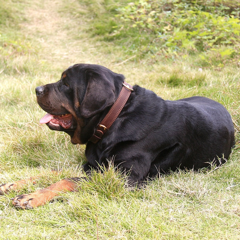 Quality Genuine Leather Dog Collar