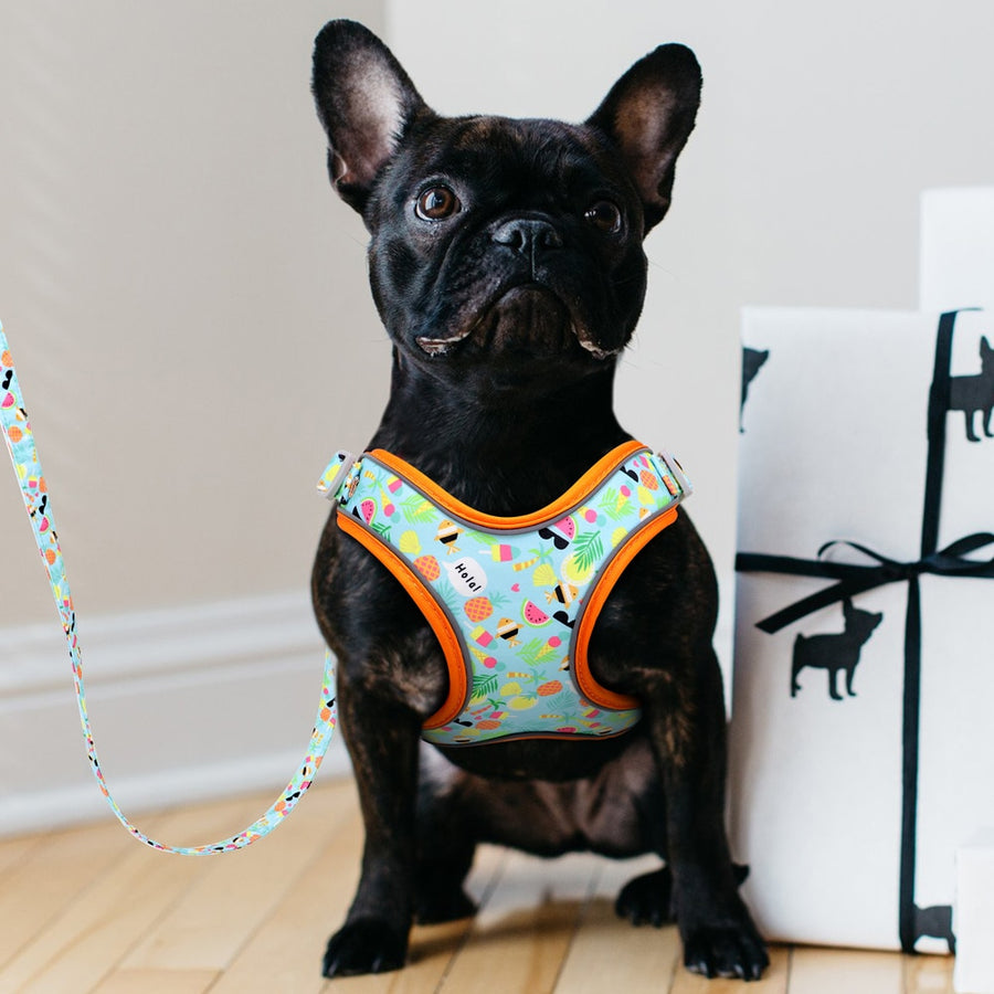 Sweet Candy Dog Harness Set