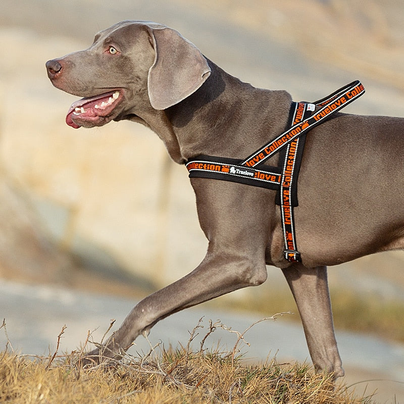 Neoprene Padded No Pull Dog Harness