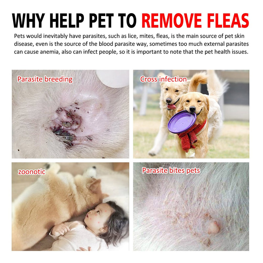 Dog Anti Flea Collar