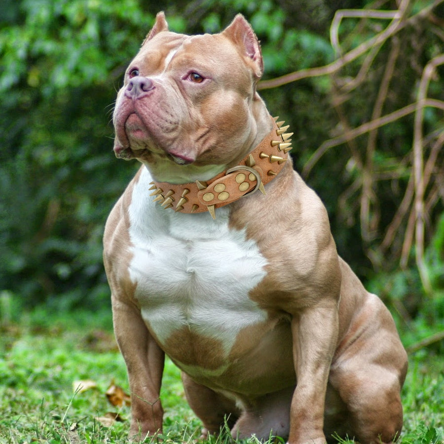 Brown Spiked Studded Dog Collar