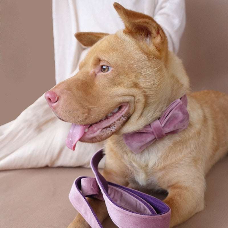 The Baby Pink Luxury Dog Collar Set