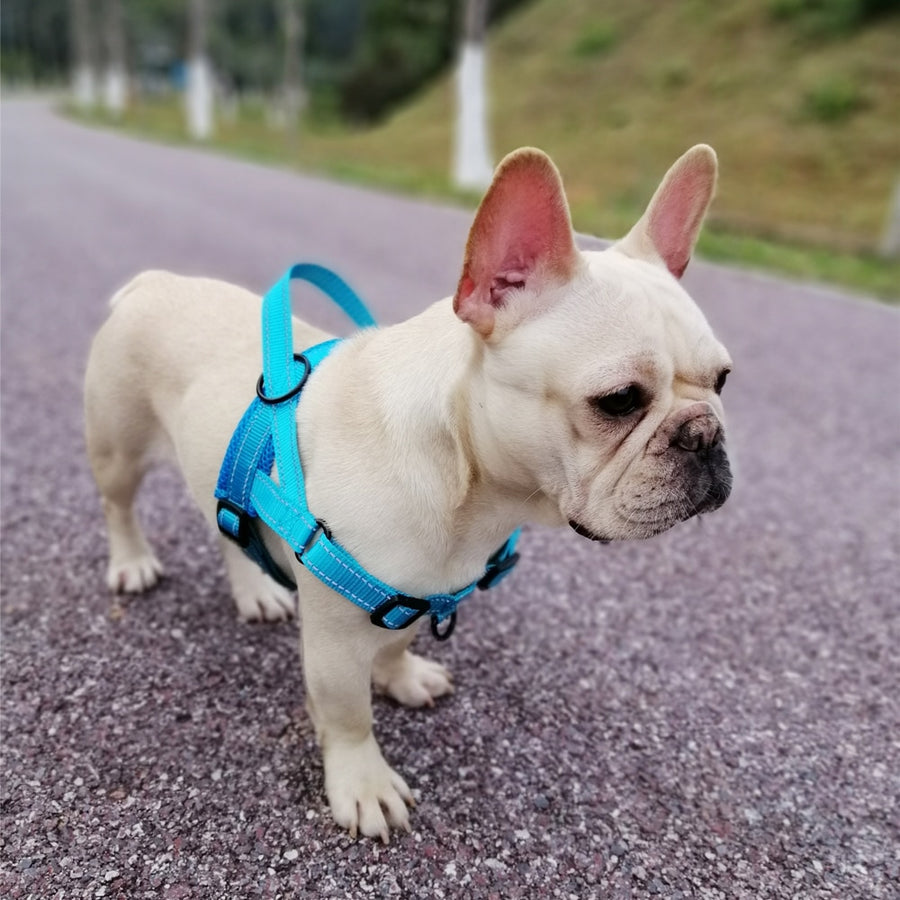 Reflective Blue Dog Harness