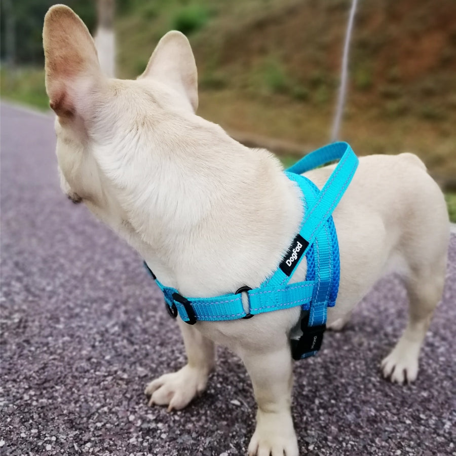 Reflective Blue Dog Harness