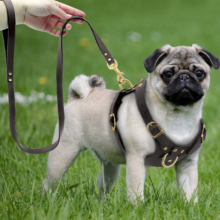 Genuine Leather Beagle Dog Harness