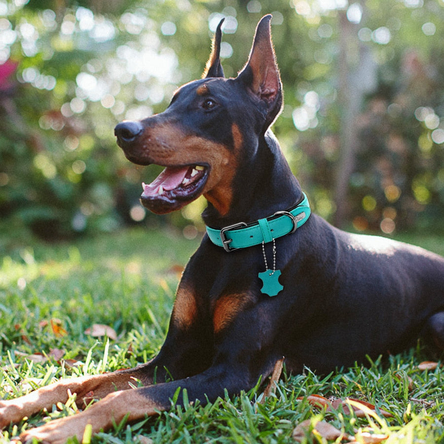 Exquisite Genuine Leather Dog Collar