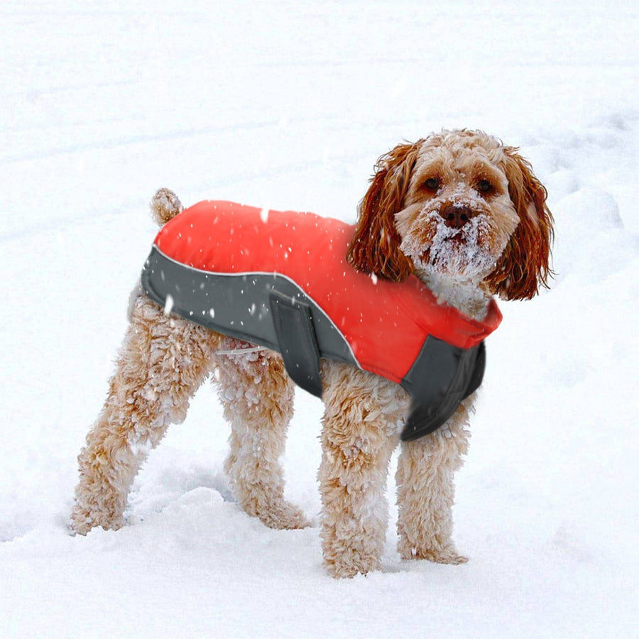 Blue Waterproof Dog Winter Coat