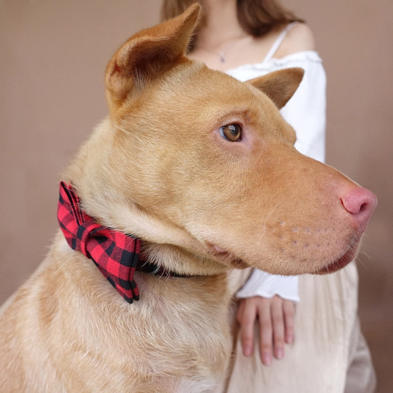 The Red Plaid Luxury Dog Collar Set