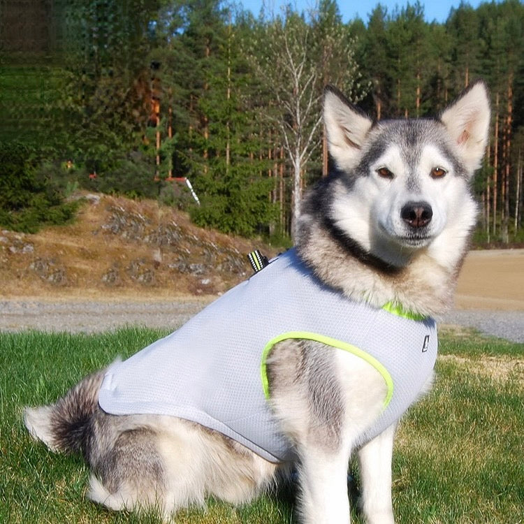 Summer Dog Cooling Vest And Harness