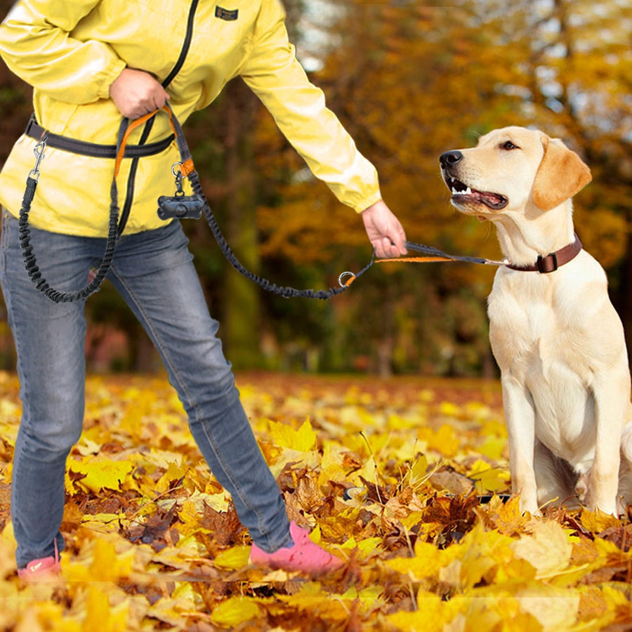 Nylon Hands Free Bungee Dog Leash