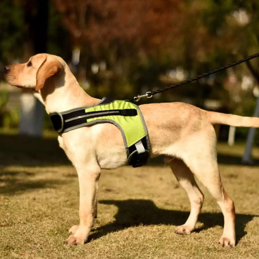 LED Luminous Safety Dog Harness