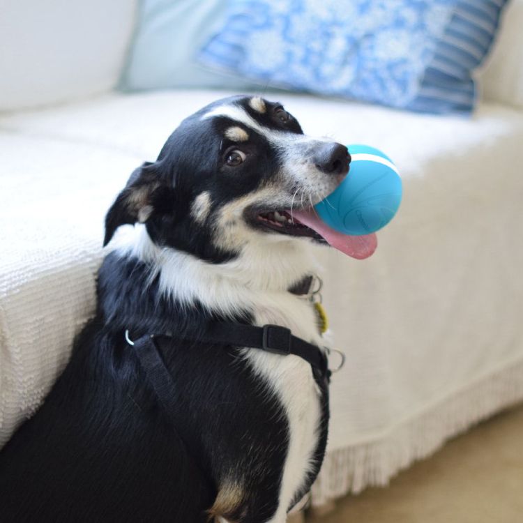 Smart Pet Toy Wicked Ball