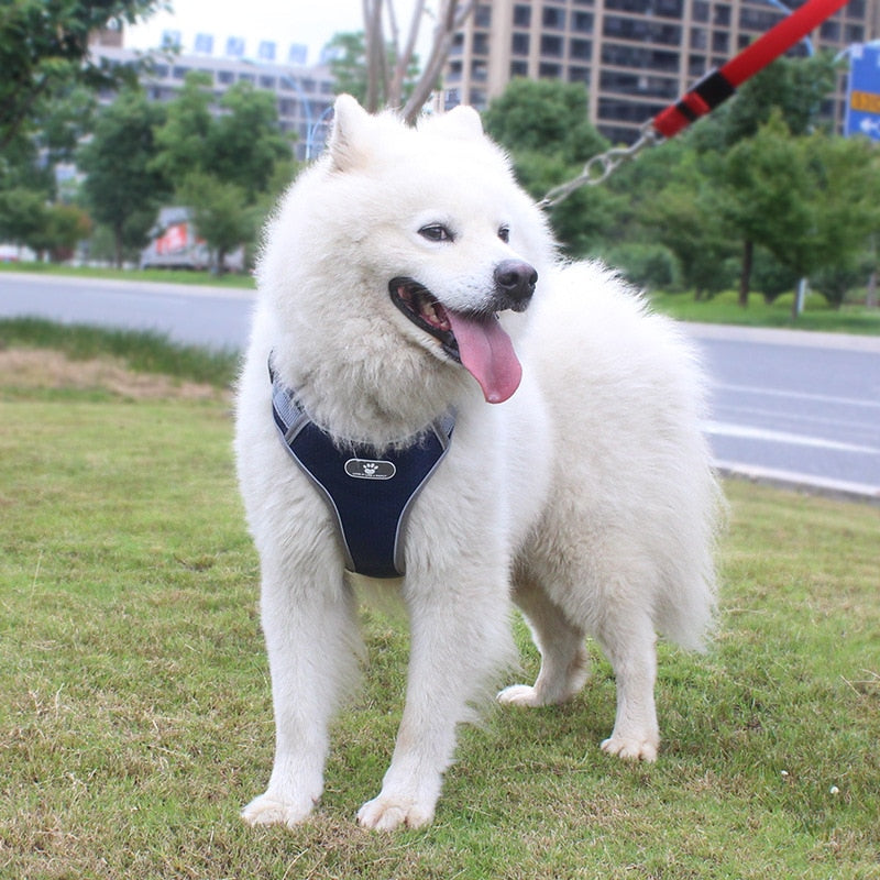 Large Dog Training Harness