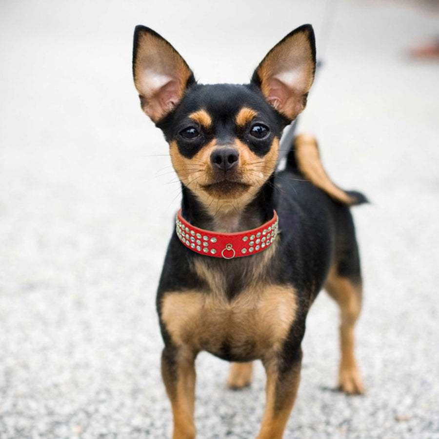 Suede Leather Rhinestone Dog Collar