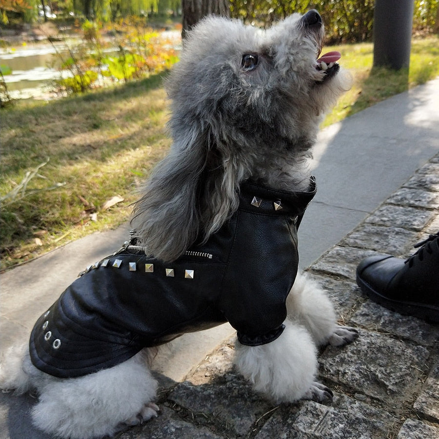 Cool Leather Dog Jacket