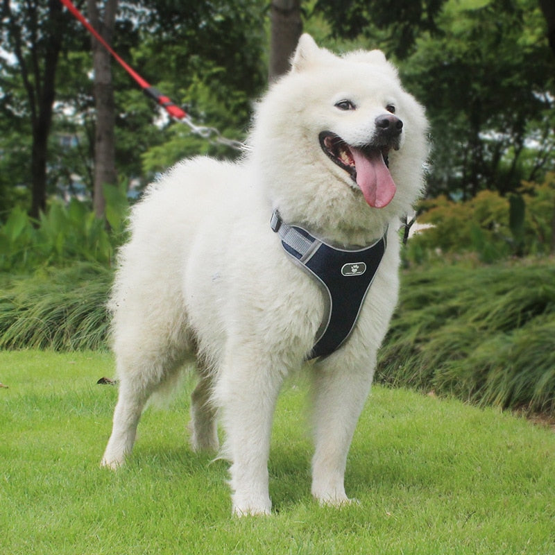 Large Dog Training Harness