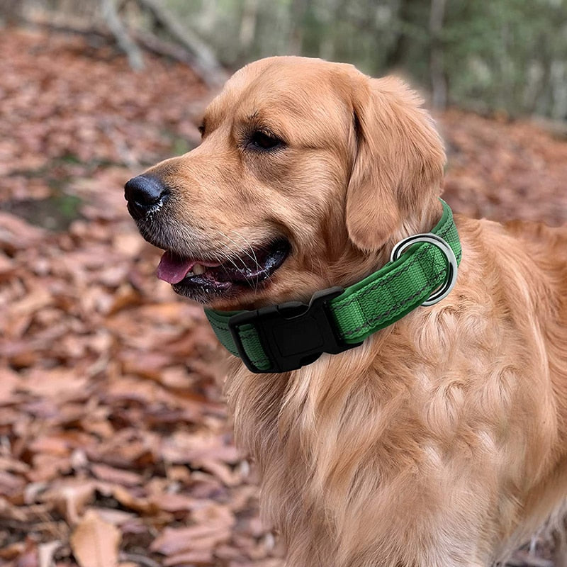 Neoprene Padded Solid Dog Collar