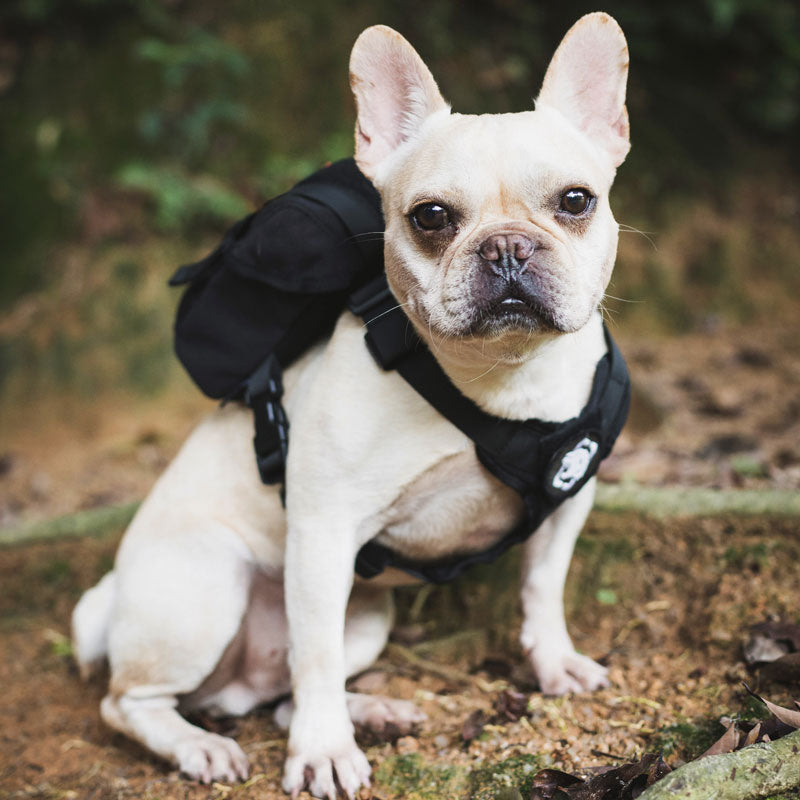 Eureka K9 Small Dog Backpack