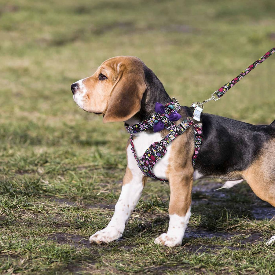 Bulldog Purple Flower Harness Set