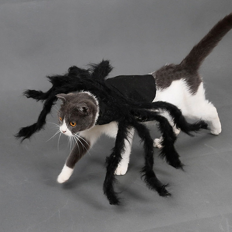 Halloween Black Spider Pet Costume