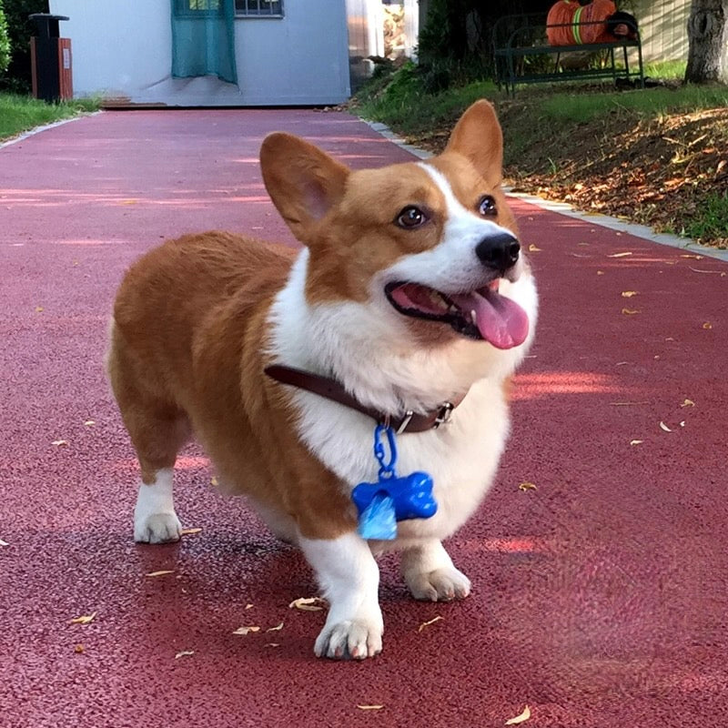 Degradable Dog Waste Poop Bag Dispenser