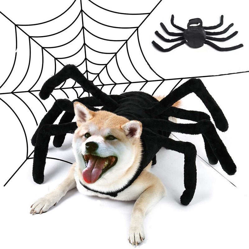 Halloween Spider Dogs Costume