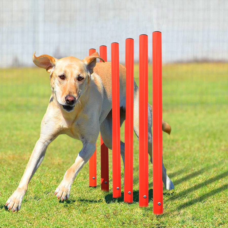 Dog Agility Training Equipment