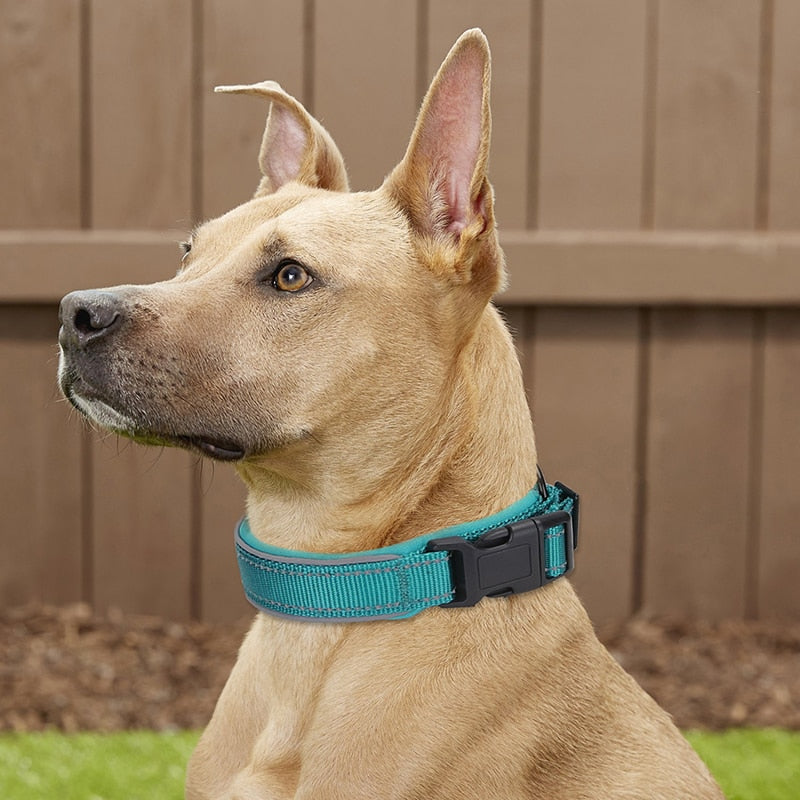 Heavy Duty Padded Dog Collars