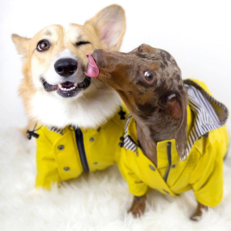 Double Layer Zip Dog Raincoat