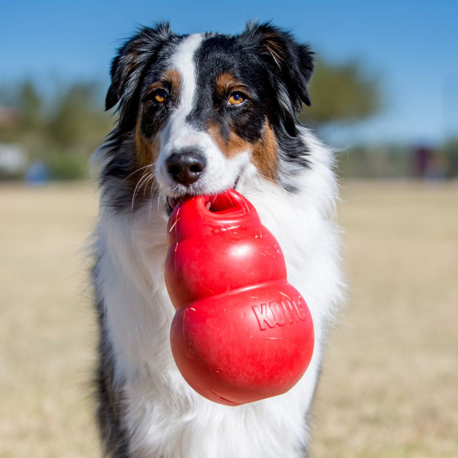 The Bounzer Large Dog Toys