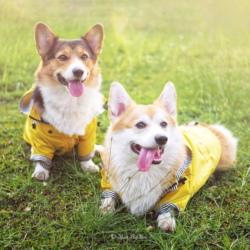 Double Layer Zip Dog Raincoat