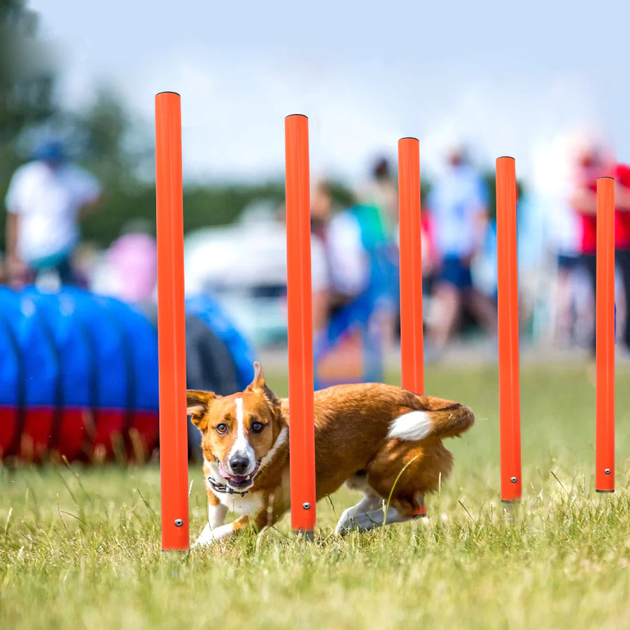 Dog Agility Training Equipment