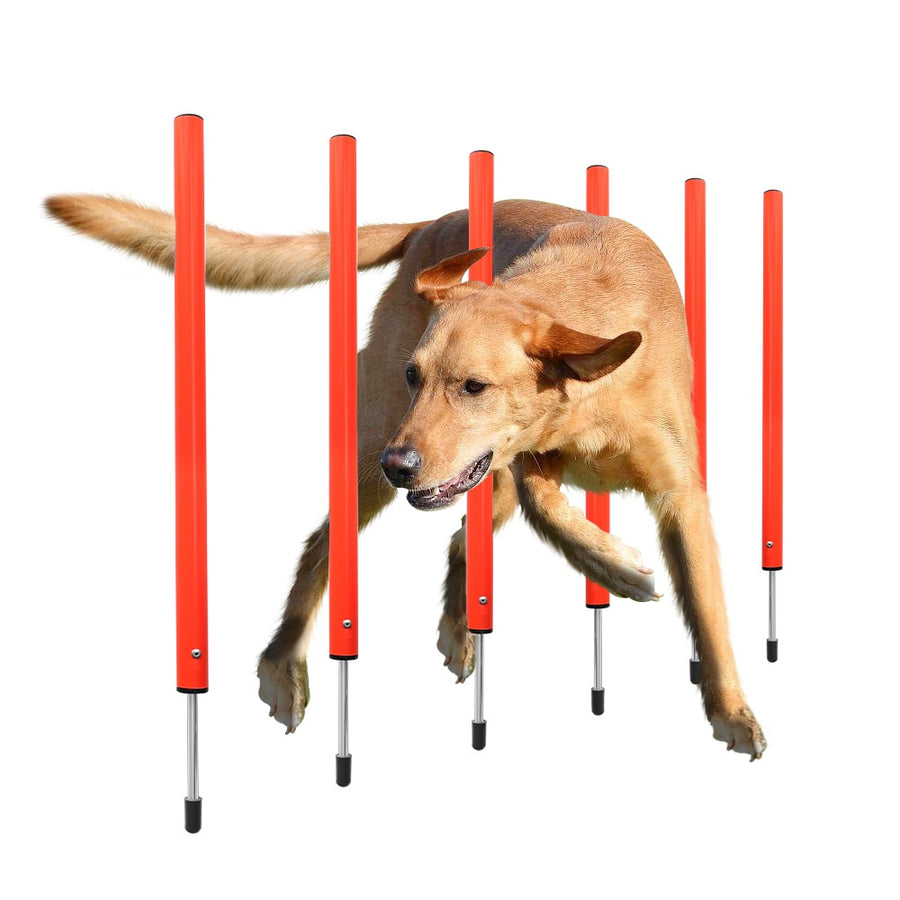 Dog Agility Training Equipment