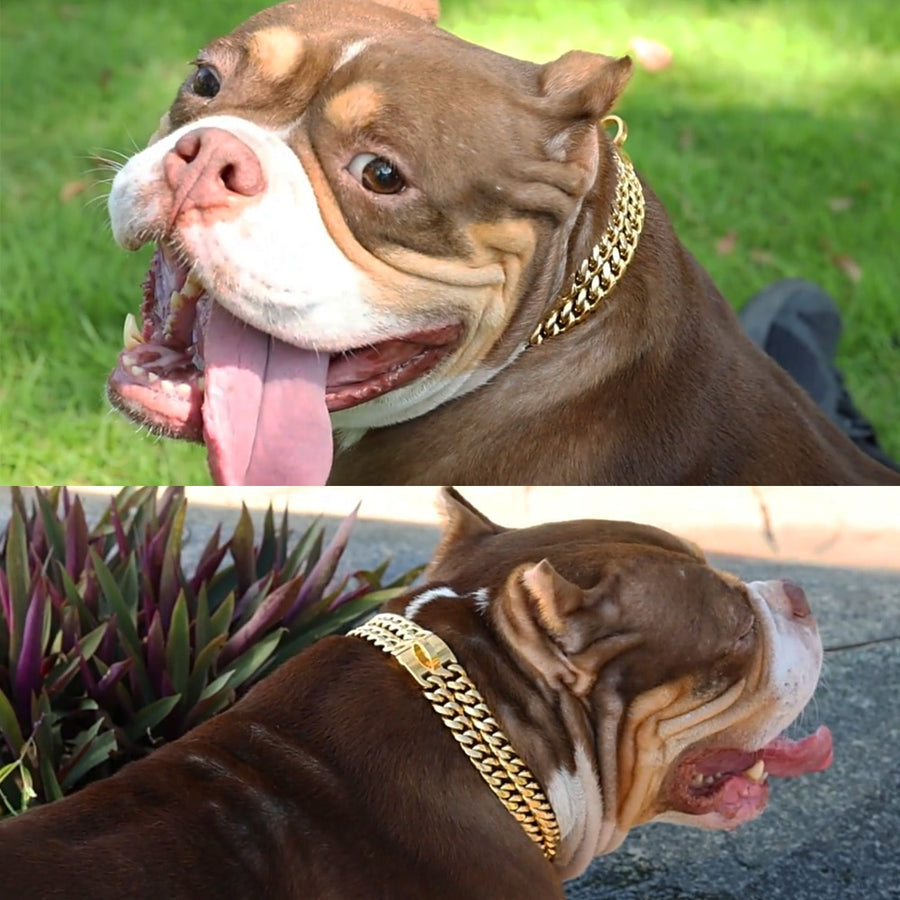 Luxury 18K Gold Plated Pitbull Collar