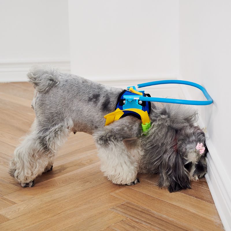 Anti Collision Ring Blind Dog Harness