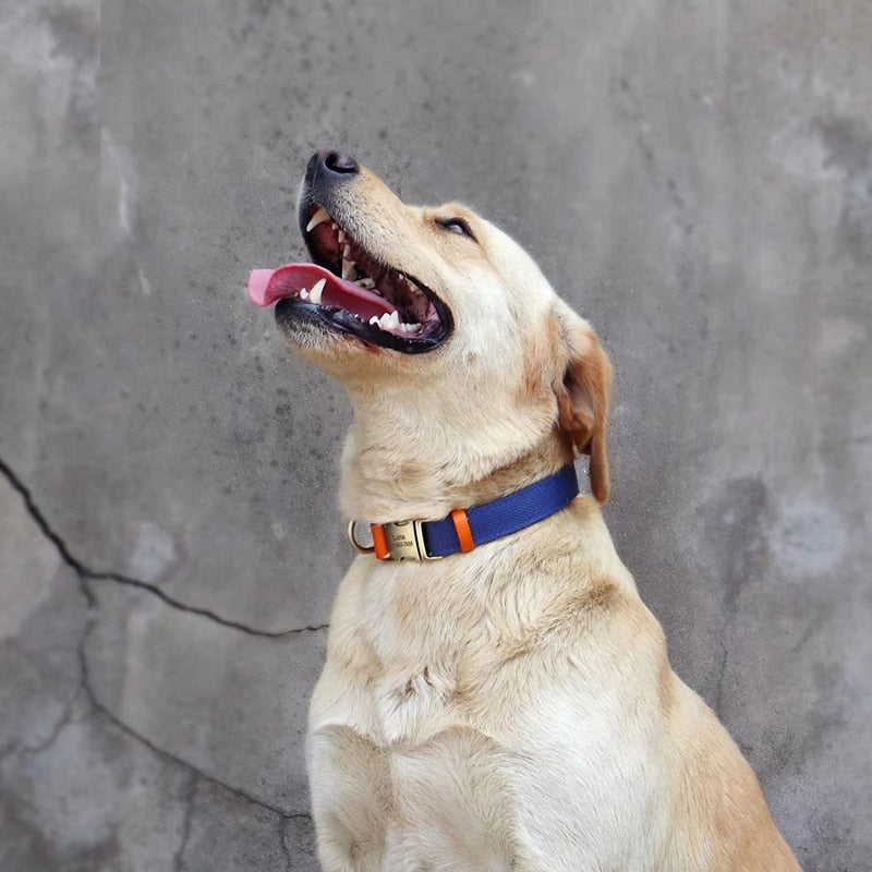 Metal Buckle Leather Dog Collar